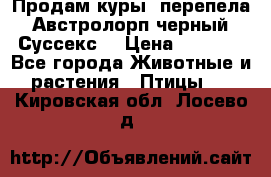 Продам куры, перепела. Австролорп черный. Суссекс. › Цена ­ 1 500 - Все города Животные и растения » Птицы   . Кировская обл.,Лосево д.